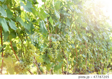 Vine and bunch of white grapes Vine and bunch of white grapes 47787205