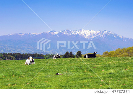 乳牛と武尊山 47787274