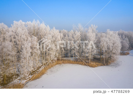 Rime and hoarfrost covering trees. 47788269