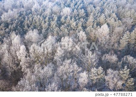 Rime and hoarfrost covering trees. 47788271