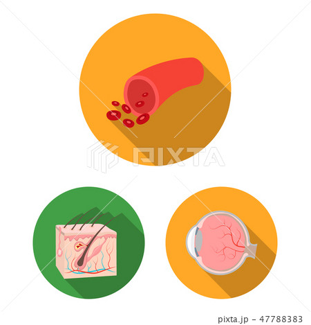 Internal organs of a human flat icons in set collection for design. Anatomy and medicine vector Internal organs of a human flat icons in set collection for design. Anatomy and medicine vector 47788383