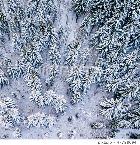 Mountain snow covered pine forest, top down aerial Mountain snow covered pine forest, top down aerial 47788694