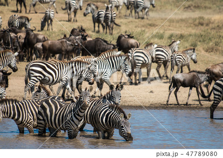 タンザニア　セレンゲティ国立公園　シマウマとヌーの群れ 47789080