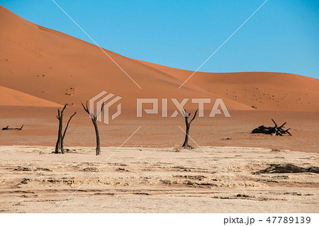 ナミビア　ナミブ砂漠　死の沼デッドフレイ 47789139