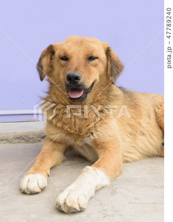 Close up of a dog on the street.. 47789240
