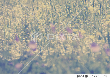 Closed up beautiful mustard flower background Closed up beautiful mustard flower background 47789270