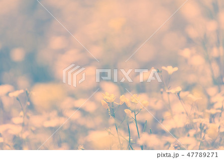beautiful mustard flower field background 47789271
