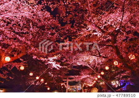 鬼怒川温泉神社の夜桜の写真素材