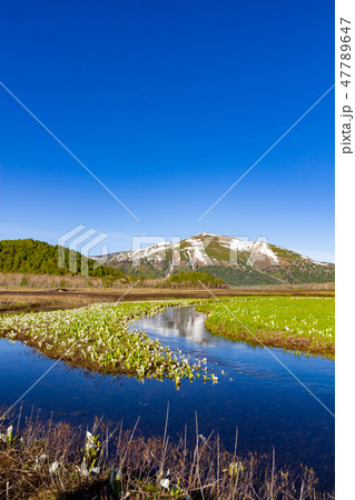 尾瀬の水芭蕉 尾瀬の水芭蕉 47789647