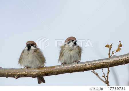 北風に耐えるスズメ 47789781