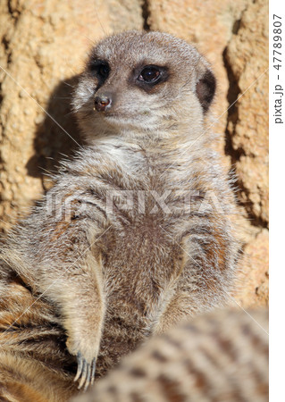 ミーアキャット 47789807