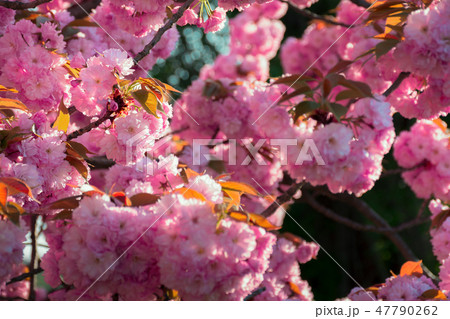 background of sakura buds background of sakura buds 47790262