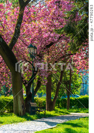 cherry blossom in the park 47790263