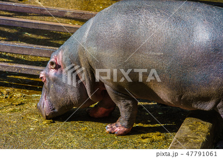 カバ 動物 の写真素材