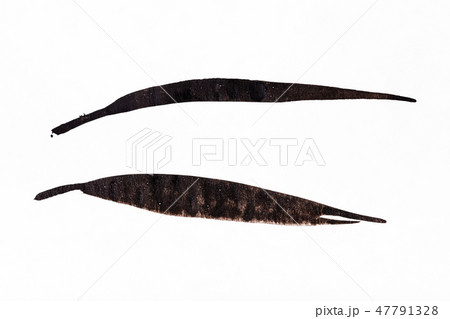 cane leaves handpainted by black watercolors cane leaves handpainted by black watercolors 47791328