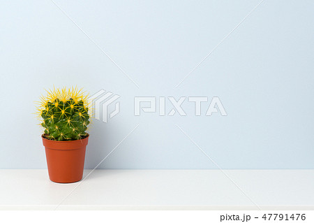 Cactus on white shelf 47791476