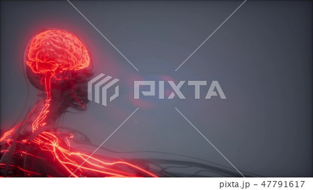 Human Brain Radiology Exam 47791617