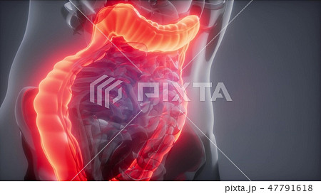 Human Colon Radiology Exam Human Colon Radiology Exam 47791618