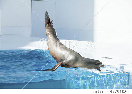 加茂水族館アシカショー　 47791820