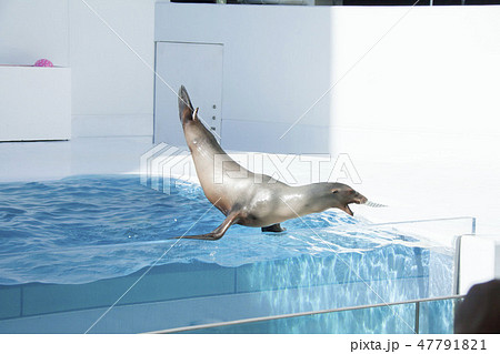 加茂水族館アシカショー 加茂水族館アシカショー 47791821