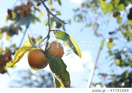 空と柿 47791999