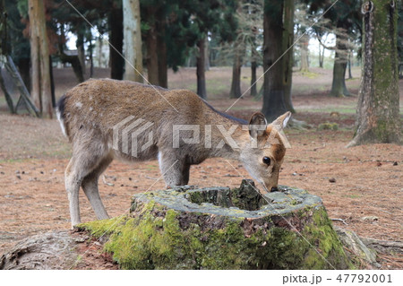 切り株と鹿 47792001
