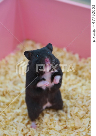 Black Bear Hamster 1ea