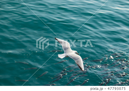 カモメ 海 鳥 47793075