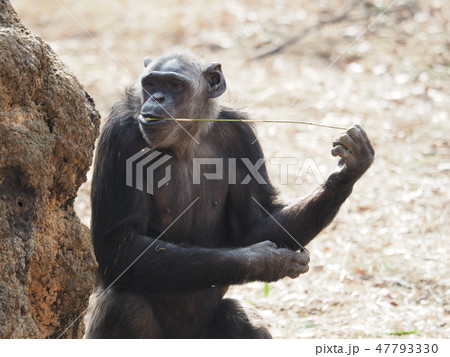 食事中のチンパンジー 多摩動物公園の写真素材