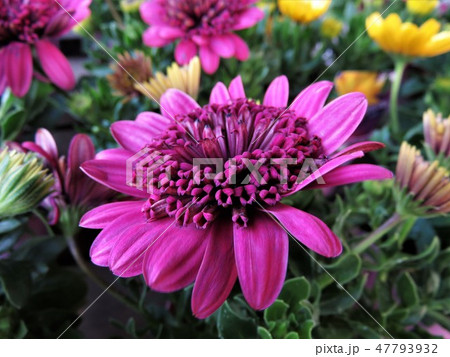 ダブル　オステオスペルマム　パープル 47793932