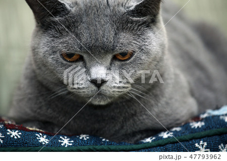 Scottish blue kitten home interior  47793962