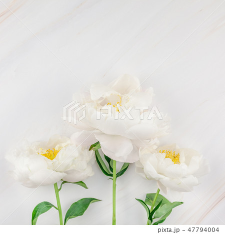White peony flowers on marble background 47794004