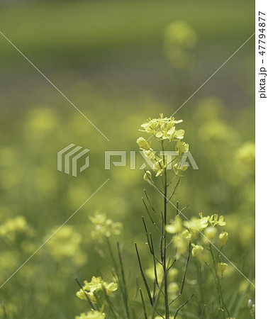 beautiful mustard flower field background 47794877