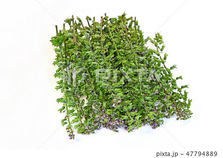 ほじそ(穂紫蘇) ほじそ(穂紫蘇) 47794889