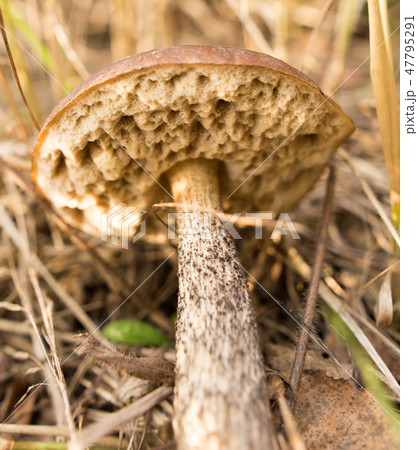 Edible fungus grows in the woods Edible fungus grows in the woods 47795291