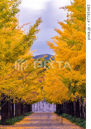Ginkgo Road 47795465