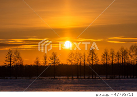 《北海道》太陽柱・夜明けの自然現象 47795711