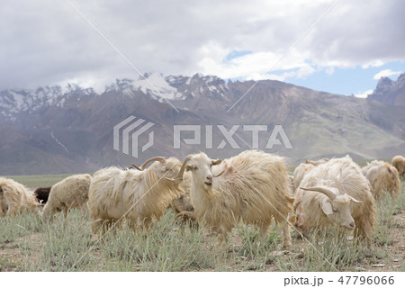 Kashmir goats in India landscape snow peaks Kashmir goats in India landscape snow peaks 47796066
