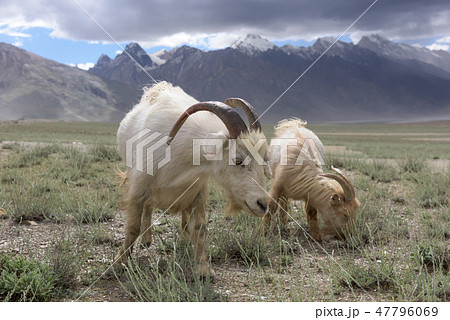Kashmir goats in  India landscape snow peaks  47796069