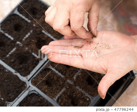 A woman planting seeds in the ground at home 47796244