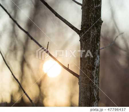 Sunset through the branches of trees in the forest 47796437