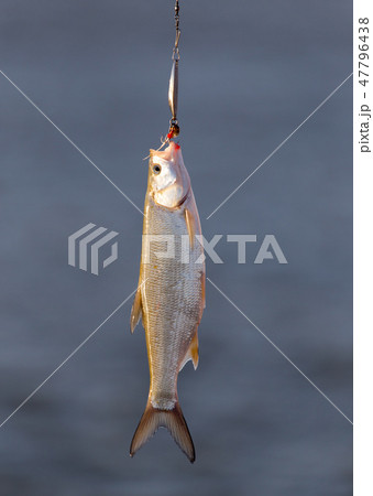 Fish caught on a metal spoon in the open air 47796438