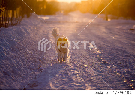 A dog in the rays of a sunset in the snow A dog in the rays of a sunset in the snow 47796489