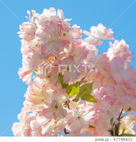 Pink flowers on a tree against the sky Pink flowers on a tree against the sky 47796815