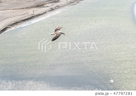 Aerial view of seagulls flying on sea Aerial view of seagulls flying on sea 47797281