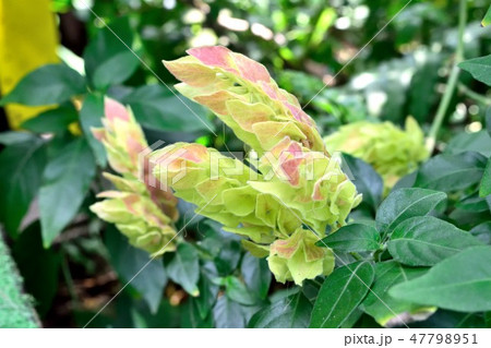 熱帯植物コエビソウ 色付き始めの苞アップ 熱帯植物コエビソウ 色付き始めの苞アップ 47798951