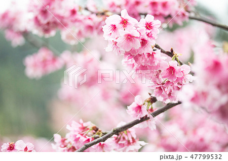 台湾 桜 さくら 47799532
