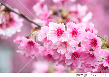 台湾 桜 さくら 47799533