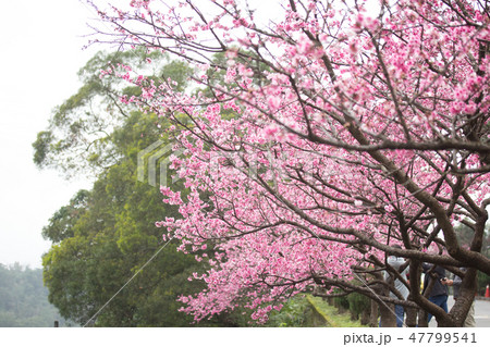 台湾 桜 さくら 47799541