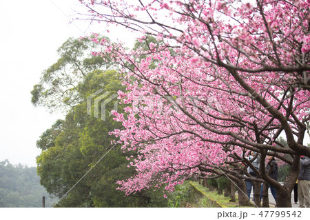 台湾 桜 さくら 47799542